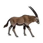 Papo Figurina Antilopa Oryx, Papo