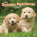 Golden Retriever Puppies - Golden Retriever-Welpen 2020 - 18-Monatskalender mit freier DogDays-App (Browntrout Wandkalender)