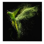 Tablou papagal verde pulbere 1708 - Material produs:: Poster pe hartie FARA RAMA, Dimensiunea:: 100x100 cm, 