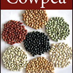 Cowpea: The Food Legume of the 21st Century