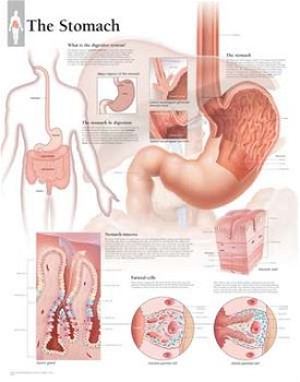 The Stomach Wall Chart: 8650 (Anatomical Wall Charts)