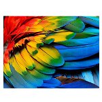 Tablou aripa papagal ara, detaliu, multicolor 1912 - Material produs:: Poster pe hartie FARA RAMA, Dimensiunea:: 70x100 cm, 