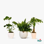 Pachet plante purificatoare - Standard, Floria