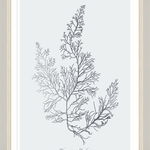 Tablou Framed Art Silver Coral IV