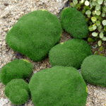 4 bucati de imitatie de piatra acoperite cu muschi verde artificial, de marimi diferite, decoratiuni pentru plantele de ghiveci sau pentru gradina, Neer