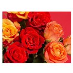 Tablou flori trandafiri rosii galbeni - Material produs:: Poster pe hartie FARA RAMA, Dimensiunea:: 80x120 cm, 