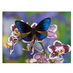 Tablou fluture albastru pe orhidee 1585 - Material produs:: Poster pe hartie FARA RAMA, Dimensiunea:: 60x80 cm, 