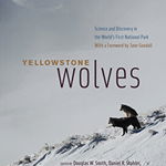 Yellowstone Wolves