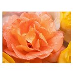 Tablou floare trandafir portocaliu cu roua - Material produs:: Tablou canvas pe panza CU RAMA, Dimensiunea:: 60x90 cm, 