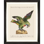 Tablou Framed Art Parrots Of Brasil XII, 40 x 50 cm