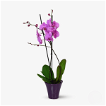 Orhidee phalaenopsis mov - Plante de apartament - Standard, Floria