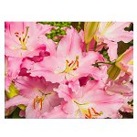 Tablou flori crini roz - Material produs:: Tablou canvas pe panza CU RAMA, Dimensiunea:: 80x120 cm, 