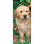 Puzzle Golden retriever 170 piese RAVENSBURGER Puzzle Adulti, Ravensburger