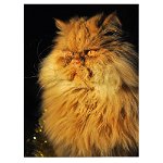 Tablou pisica persana crem pisici - Material produs:: Tablou canvas pe panza CU RAMA, Dimensiunea:: 80x120 cm, 