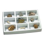 Kit Paleontologie Descopera Fosile, Keycraft