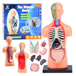 Set educational, Jokomisiada, Corpul uman, Include corpul uman si organele, Constructie solida, Dimensiune compacta, 15 x 7 x 4.5 cm, 6 ani+, Jokomisiada
