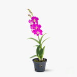 Orhidee dendrobium mica mov - Plante de apartament - Standard, Floria
