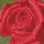 Tablou cu diamante - Picaturi de roua pe trandafir