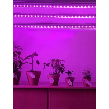 Lumina LED pentru cresterea plantelor - 5 m, Inovius