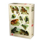 Puzzle Deico - Encyclopedia frogs 1000 piese