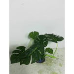 Decor pentru acvariu Enjoy Planta plastic 17x20cm 76001, Enjoy