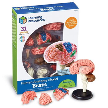 Creierul uman - macheta Learning Resources