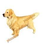 Golden Retriever - Blond, 