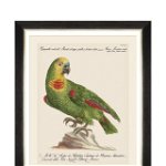 Tablou Framed Art Parrots Of Brasil II, 40 x 50 cm