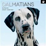 Dalmatians - 2024 Square Wall Calendar 