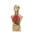 Set Anatomia Umana 50 cm
