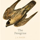 The Peregrine: 50th Anniversary Edition Afterword by Robert Macfarlane, Baker J. A.