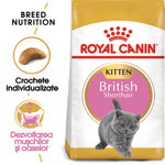 Hrana uscata pentru pisici Royal Canin British Shorthair Kitten, Junior, 2kg, Royal Canin