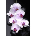 Tablou canvas Orhidee albe cu pietre 75, 