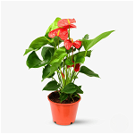 Anthurium pitic rosu - Plante de apartament - Standard, Floria
