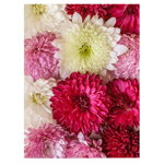 Tablou flori crizanteme detaliu - Material produs:: Tablou canvas pe panza CU RAMA, Dimensiunea:: 80x120 cm, 