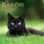 Black Cats - Schwarze Katzen 2020 - 18-Monatskalender (Browntrout Wandkalender)
