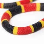 Figurina - Coral Snake Baby