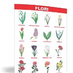 Flori - planșă 50x70 - Proiecte Tematice, edituradiana.ro