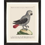 Tablou Framed Art Parrots Of Brasil VI, 40 x 50 cm
