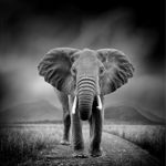Tablou canvas Elefant alb-negru 40 x, 