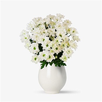 Buchet de 9 crizanteme albe - Standard, Floria
