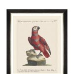 Tablou Framed Art Parrots Of Brasil X, 40 x 50 cm