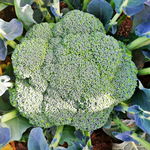 Seminte broccoli Samoa F1 2500 seminte