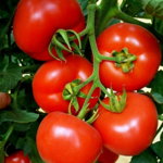 Seminte de tomate Bostina F1 500 sem