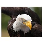 Tablou vultur cu capul alb in zbor - Material produs:: Poster pe hartie FARA RAMA, Dimensiunea:: 60x90 cm, 