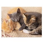 Tablou 3 pisicute dormind pisici - Material produs:: Poster pe hartie FARA RAMA, Dimensiunea:: 80x120 cm, 