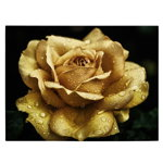 Tablou floare trandafir galben cu roua - Material produs:: Poster pe hartie FARA RAMA, Dimensiunea:: 20x30 cm, 