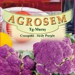 Seminte de conopida mov Sicily Purple 1g